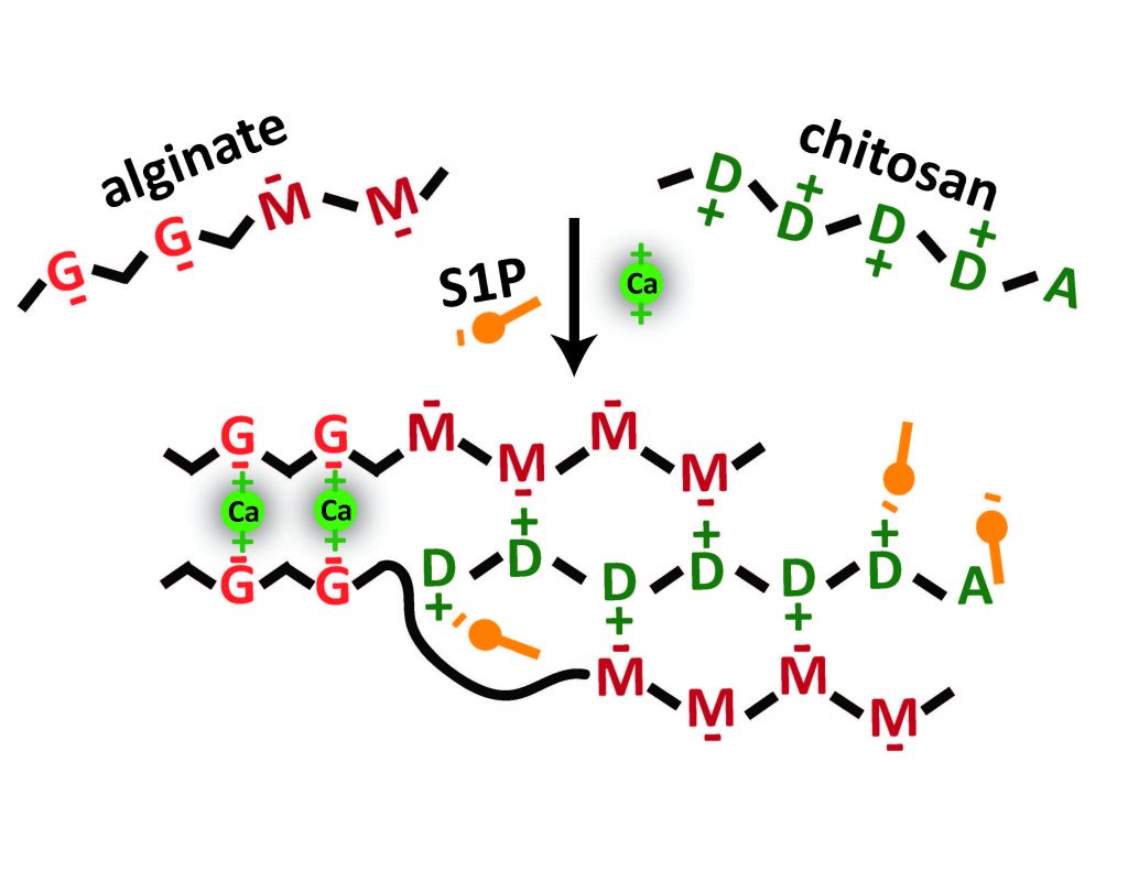 Illustration of howalginate-chitosan hybrid hydrogels could be used to further control the release of S1P.